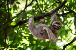 Sloth Predators: These 5 Animals Kill and Eat Sloths Picture