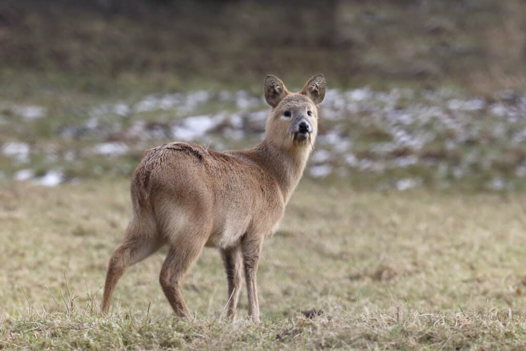 Water deer