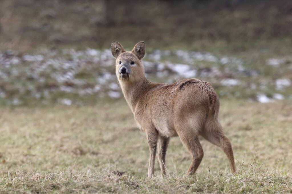 Chinese Water Deer Vs Muntjac What Are The Differences A Z Animals