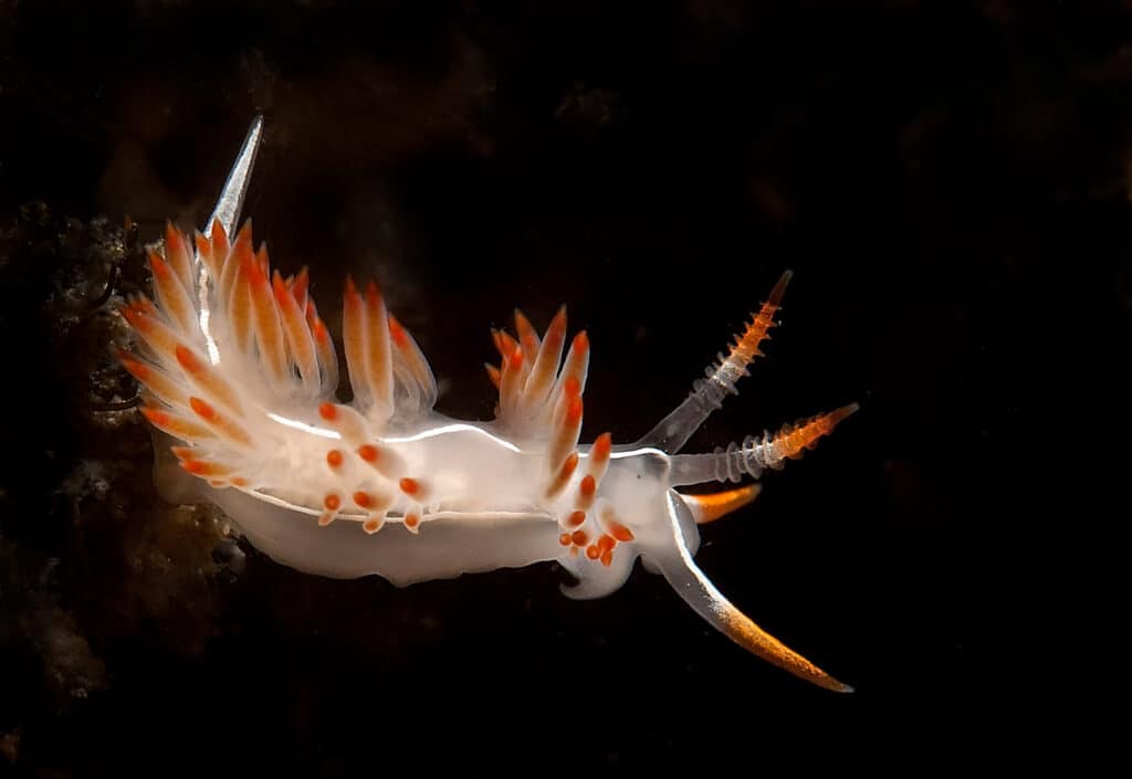 Nudibranch