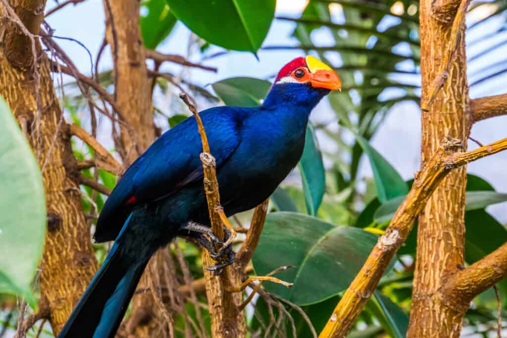 Turacos come in a variety of colors from blue, green and purple with red on their feathers.