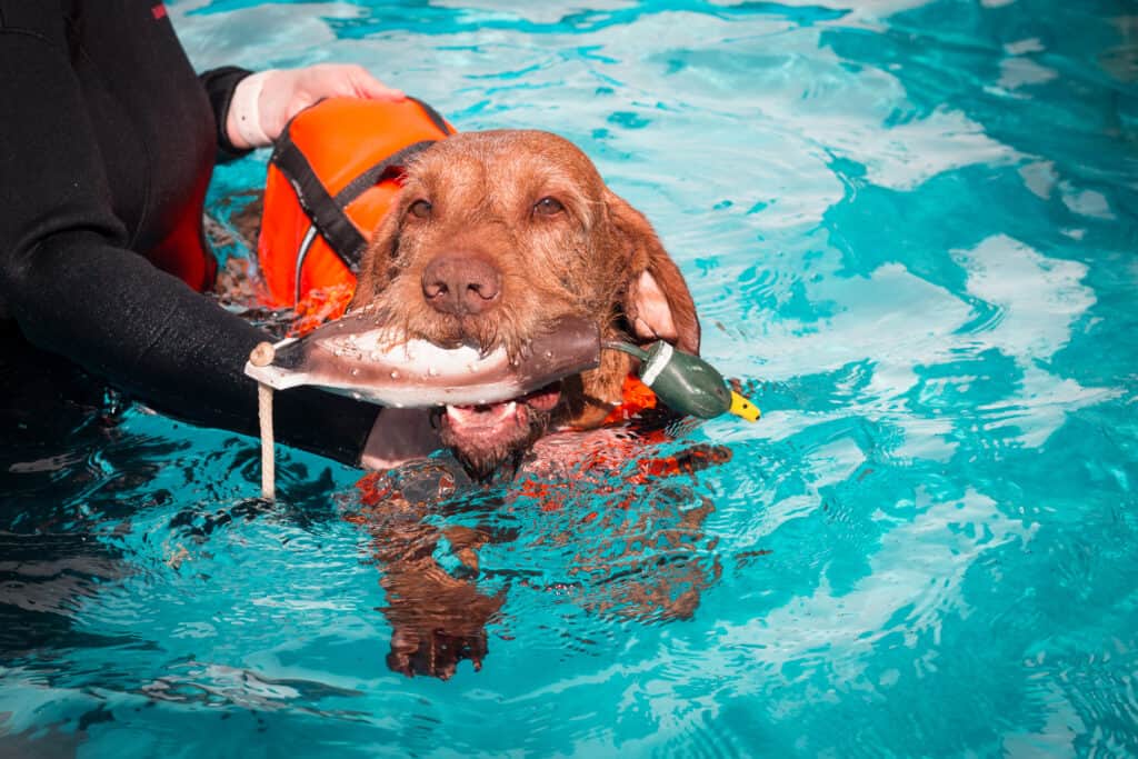 Dog hydrotherapy