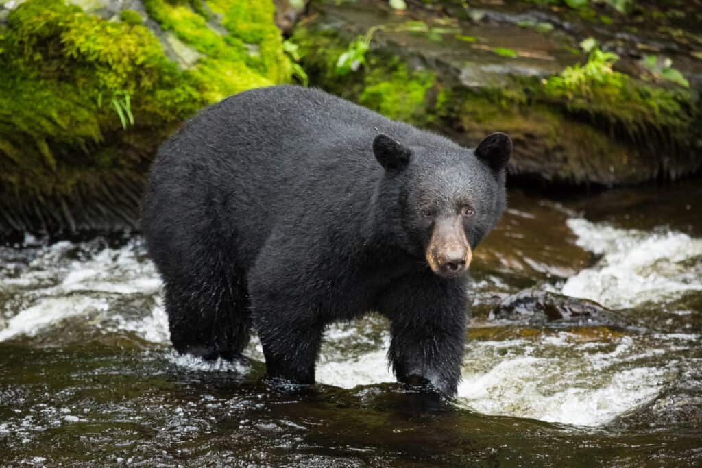 black bear in a mountain stream