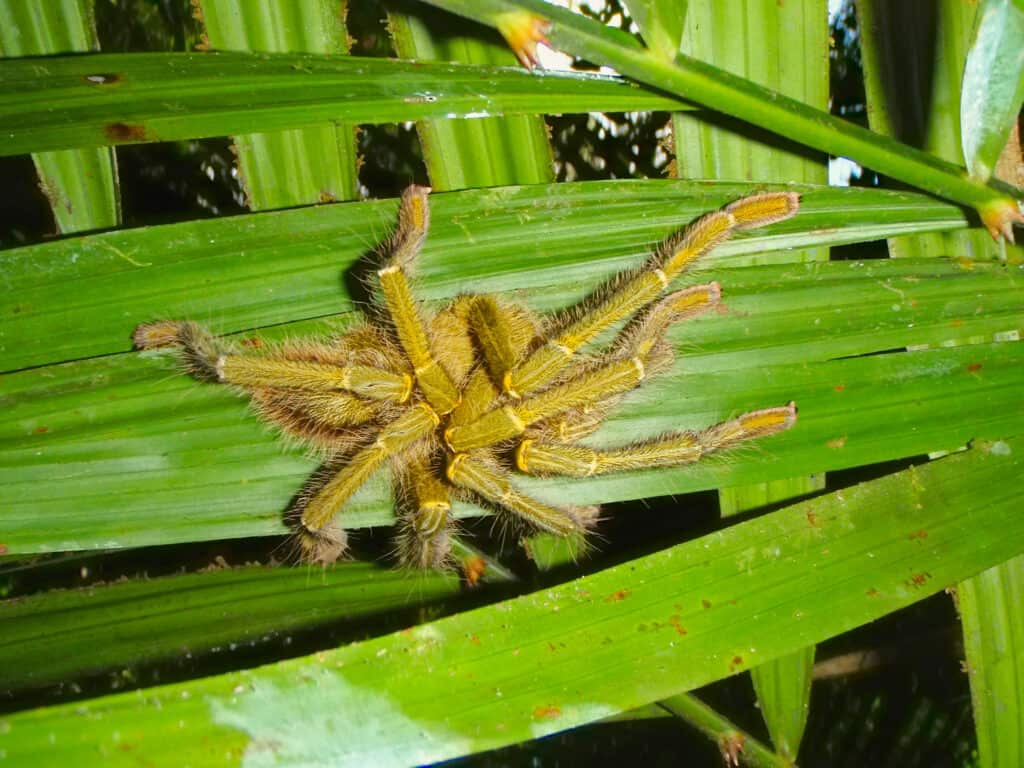 The Malaysian earthtiger tarantula