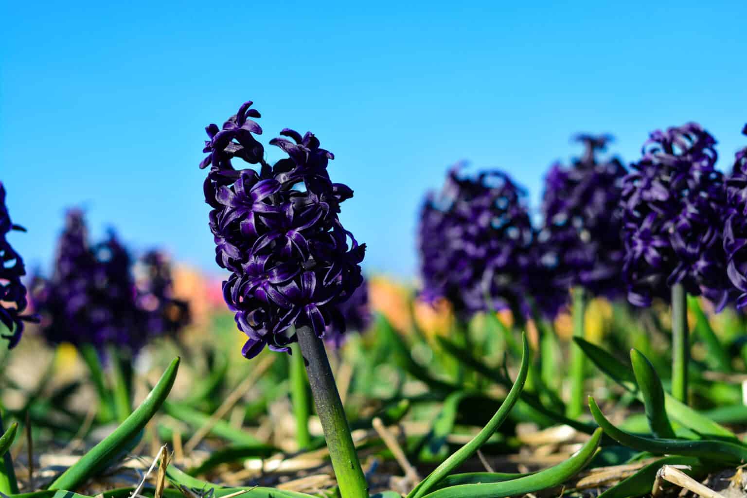When Do Hyacinths Bloom?