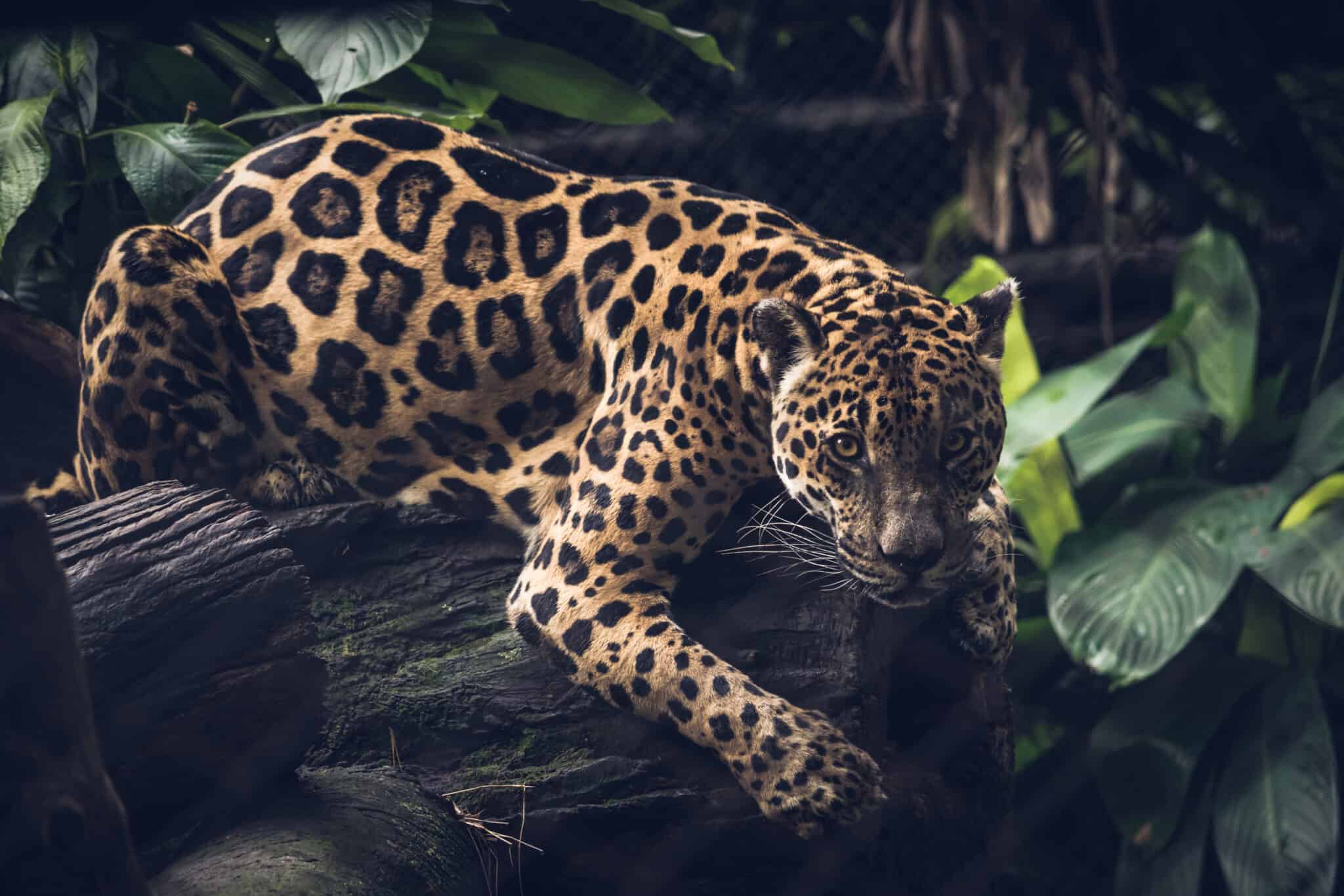 Watch This Powerful Jaguar Hunt an Anaconda Like It's the World's ...