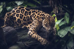 Watch This Massive Jaguar Turn Into a Kitten For Belly Rubs photo