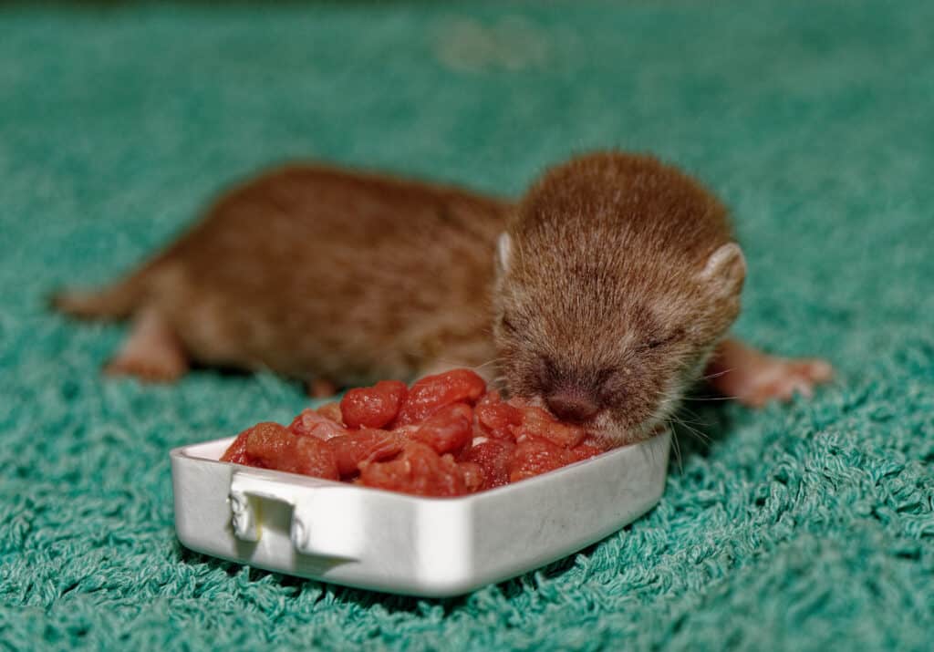 pet stoat