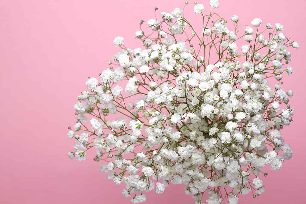 Baby's breath on a pink background- one of the smallest flowers in the world