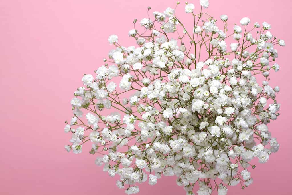 A bouquet of Baby's breath flowers on a pink background, close-up.