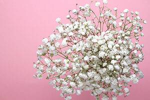 Baby’s Breath: Meaning and Symbolism of This Beautiful Flower Picture