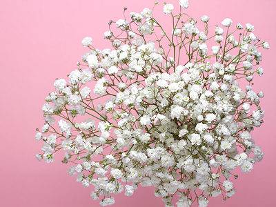 A Baby’s Breath: Meaning and Symbolism of This Beautiful Flower
