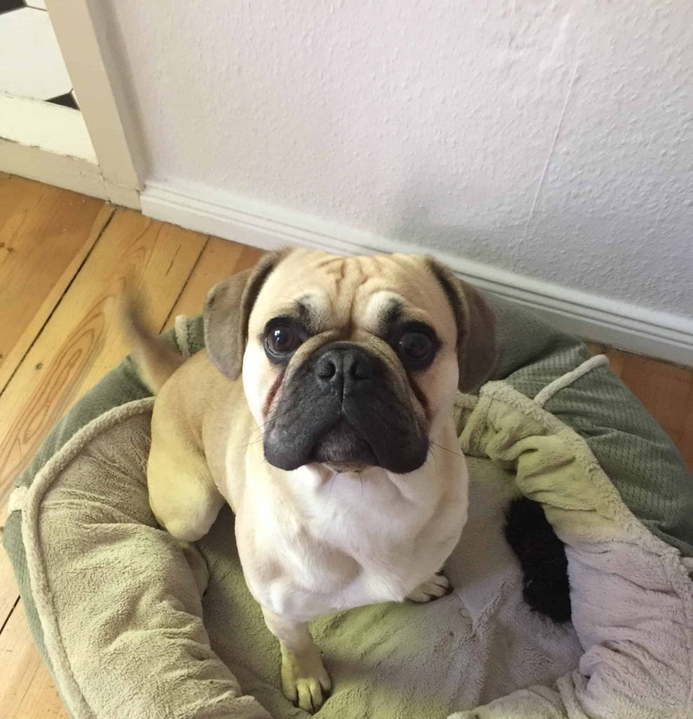 Frug