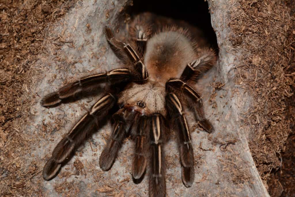 Ephebopus murinus adult female - Skeleton tarantula 