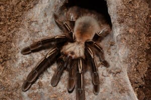 How Many Eyes Does a Tarantula Have? Picture