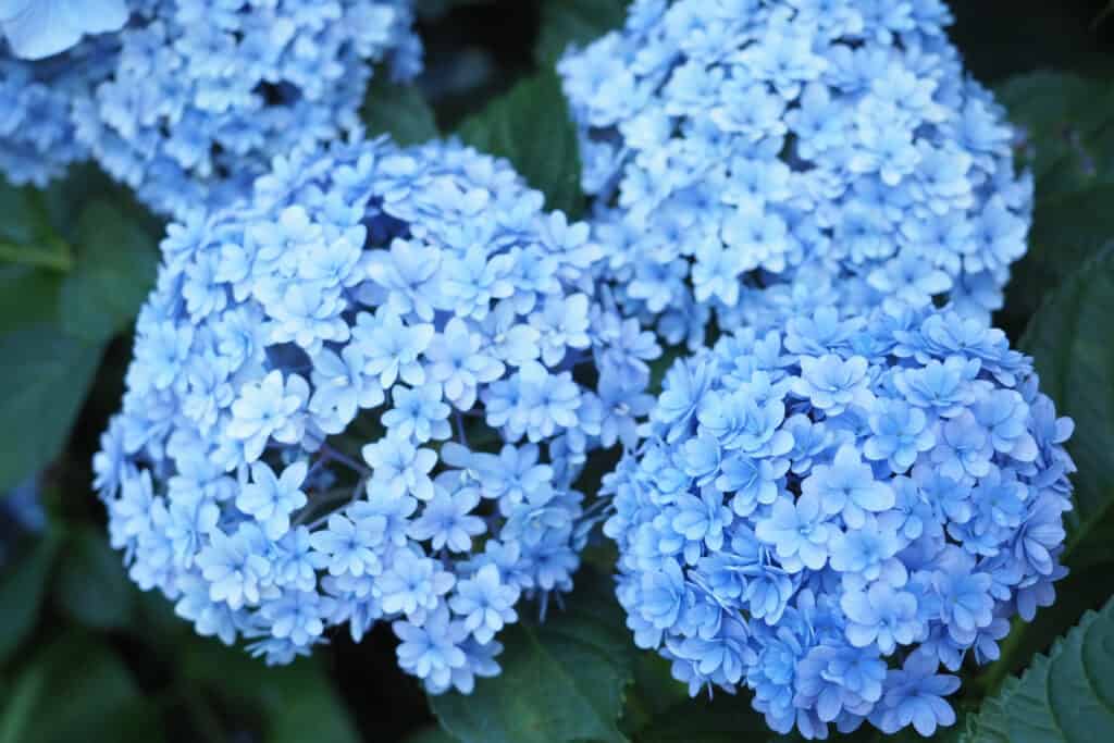 Blue Endless Summer hydrangeas