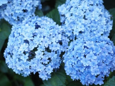 A Penny Mac Hydrangea vs. Endless Summer: How Are They Different?