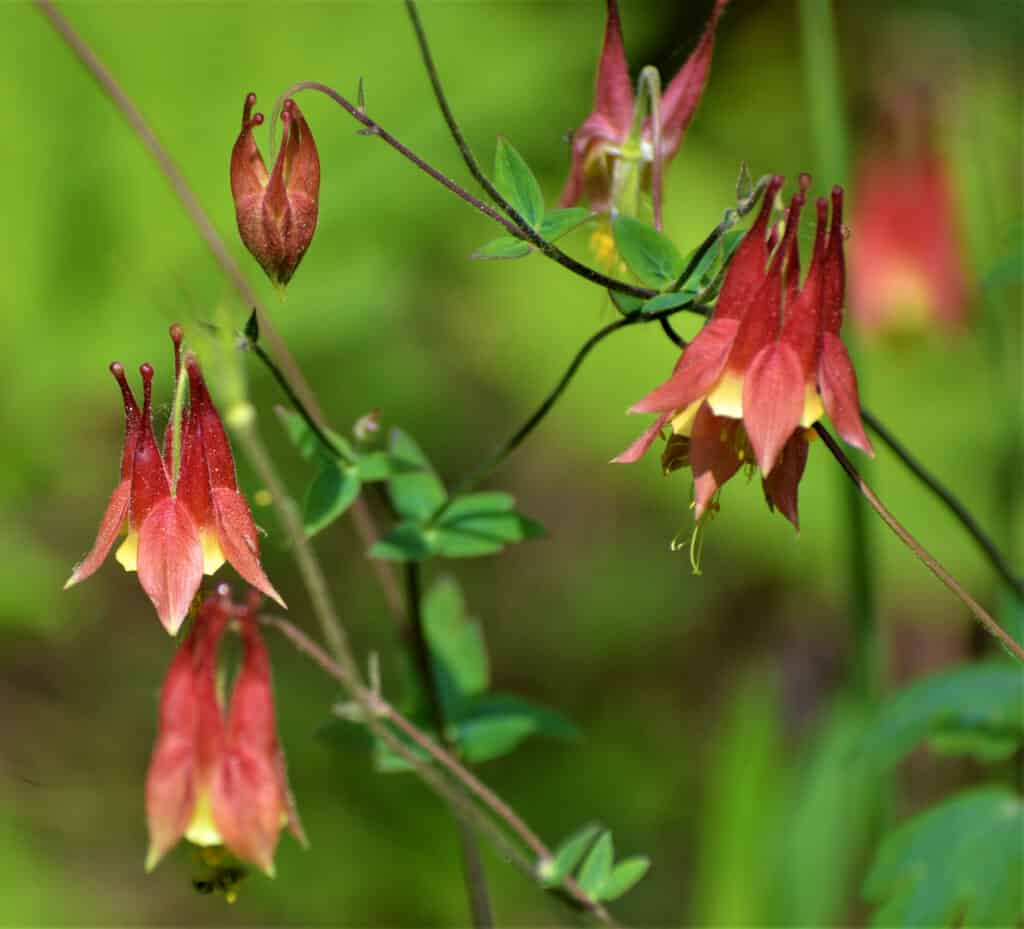 Cluster of columbine flowers