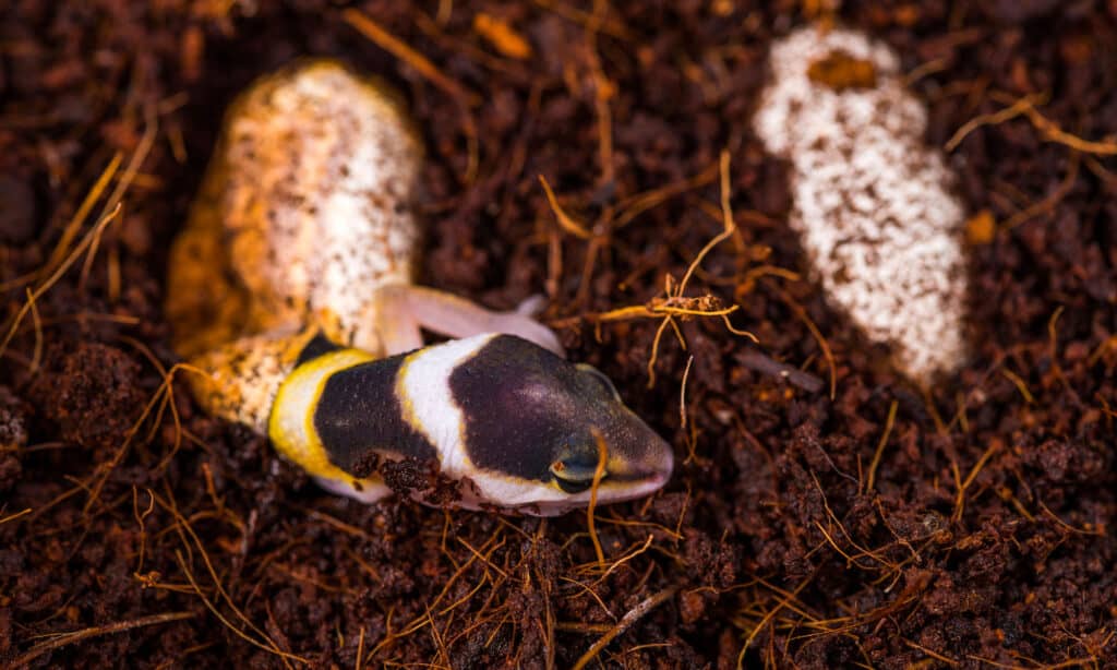 gecko hatching of egg
