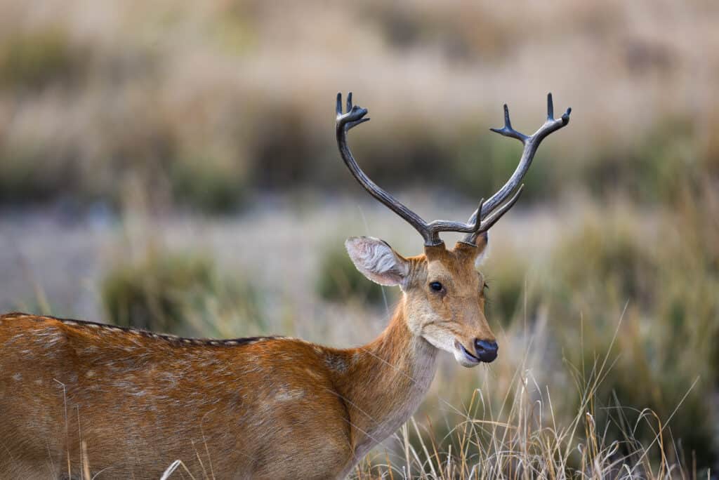 Swamp deer