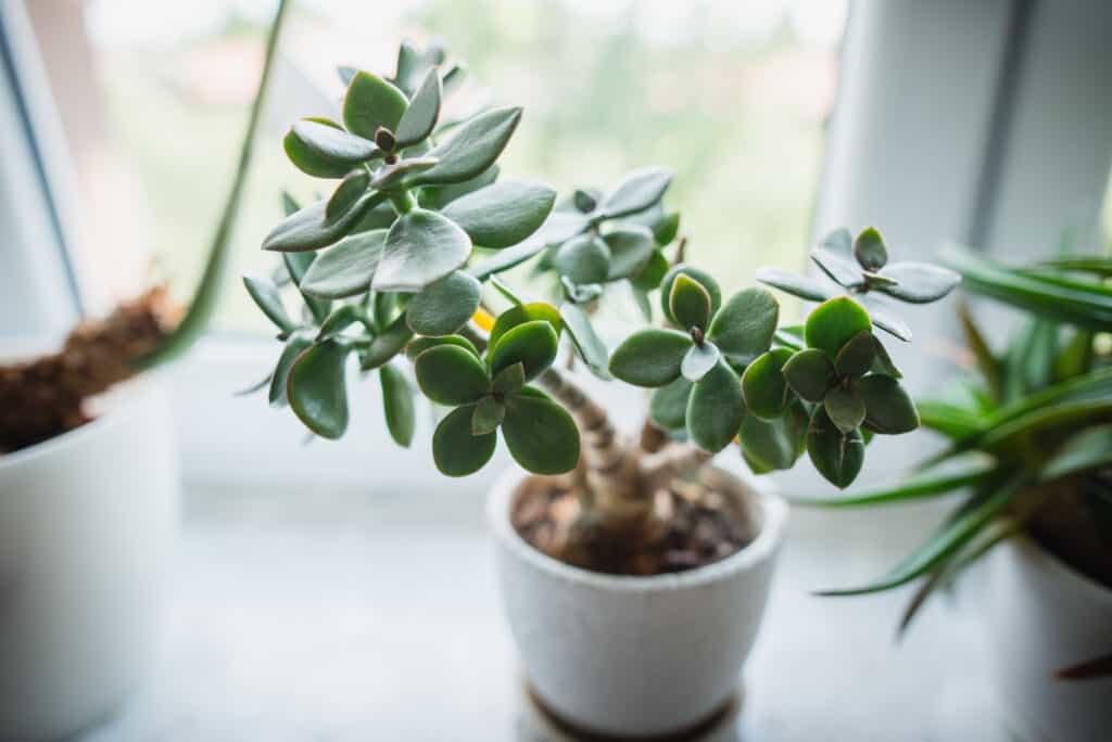 Potted indoor jade plant (Crassula ovata) succulent
