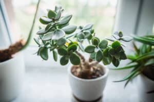 Types Of Jade Succulents Picture