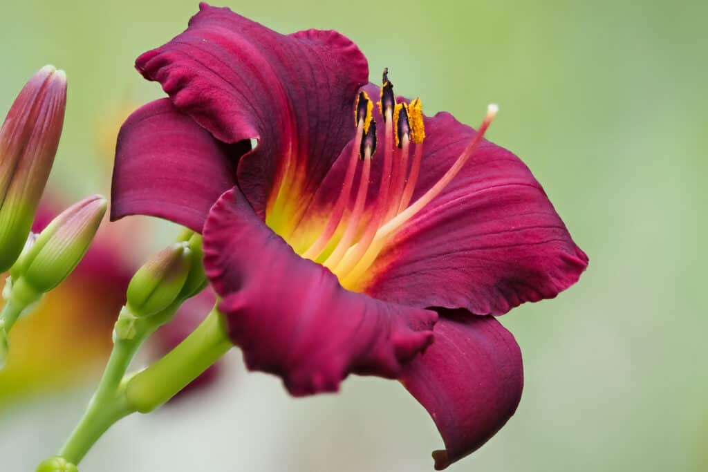 Daylily