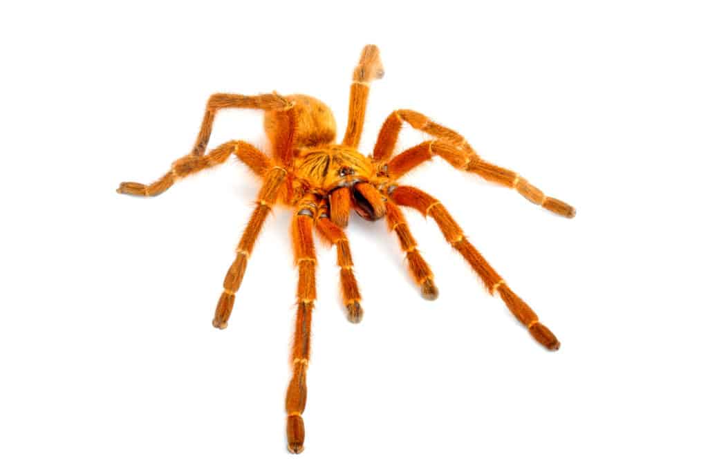 orange baboon taranatula isolated on white background