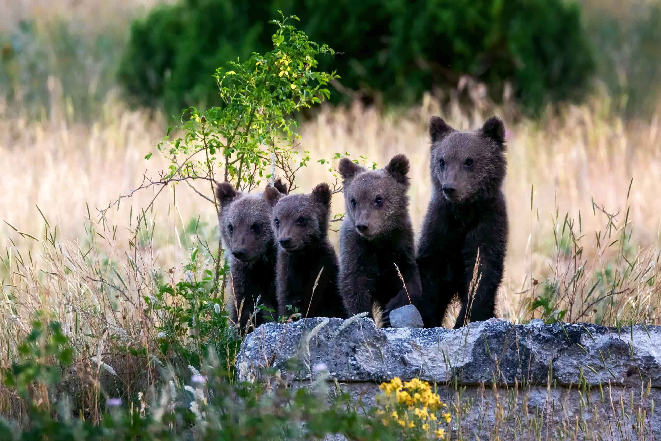 Four Marsican bear cubs lined up behind a long, low rock