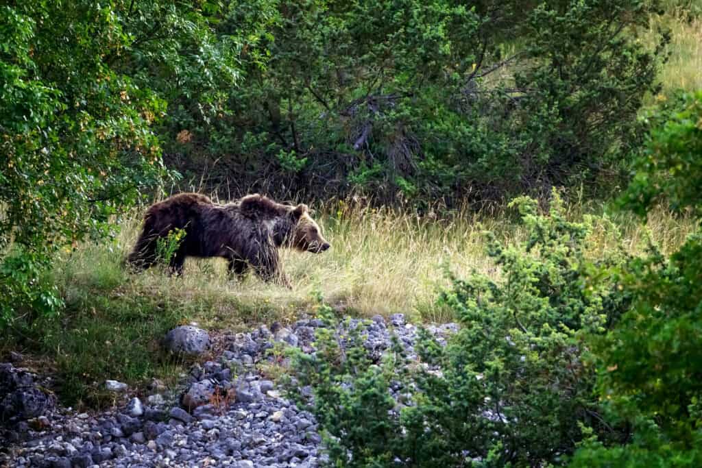 A female Marsican brown bear walking through the forest