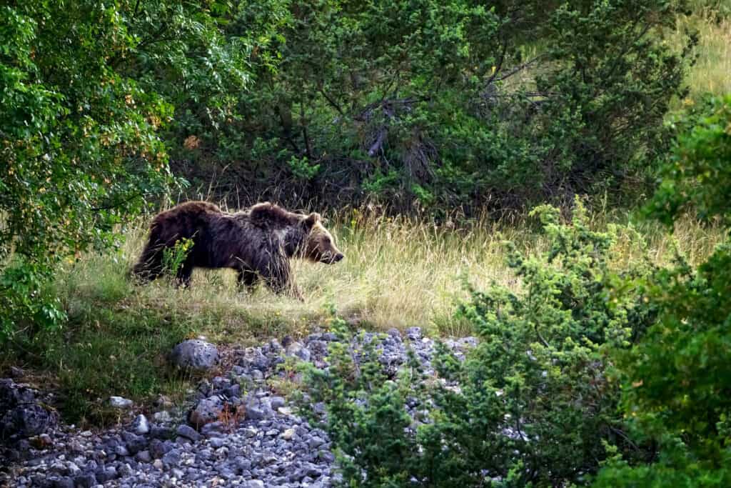 Marsican brown bear - Wikipedia