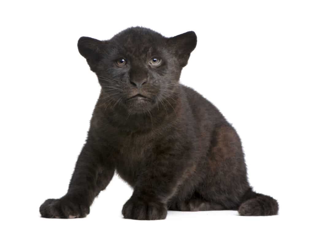 Extraordinary Rare Photos Show Stunning Black Panther in African