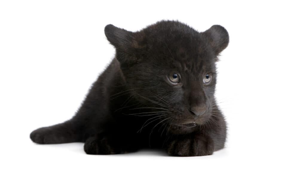 cute baby black panther with blue eyes