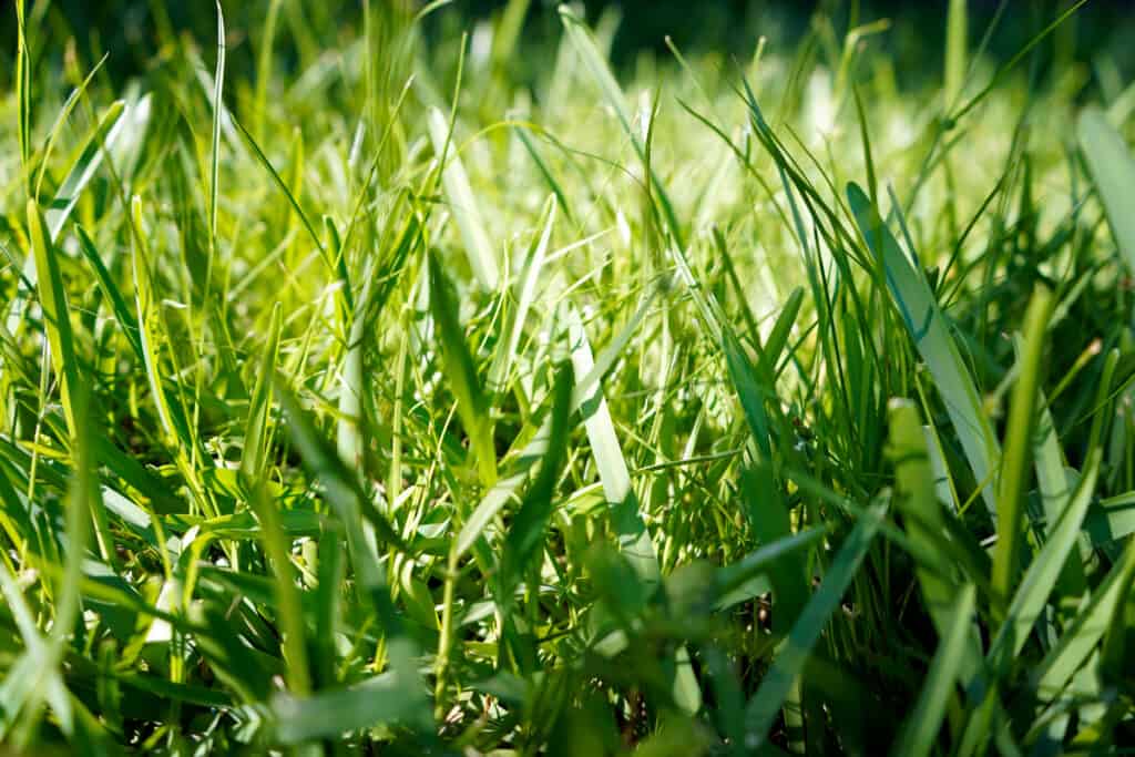 St. Augustine grass close up