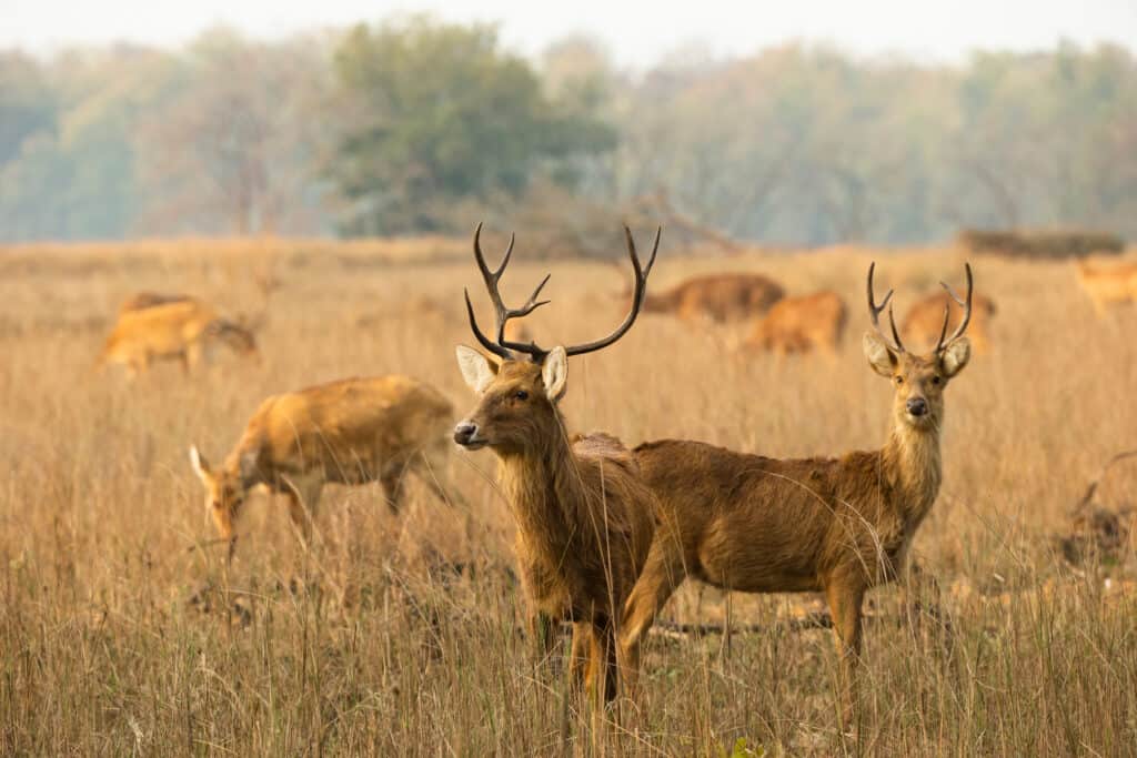 Swamp deer