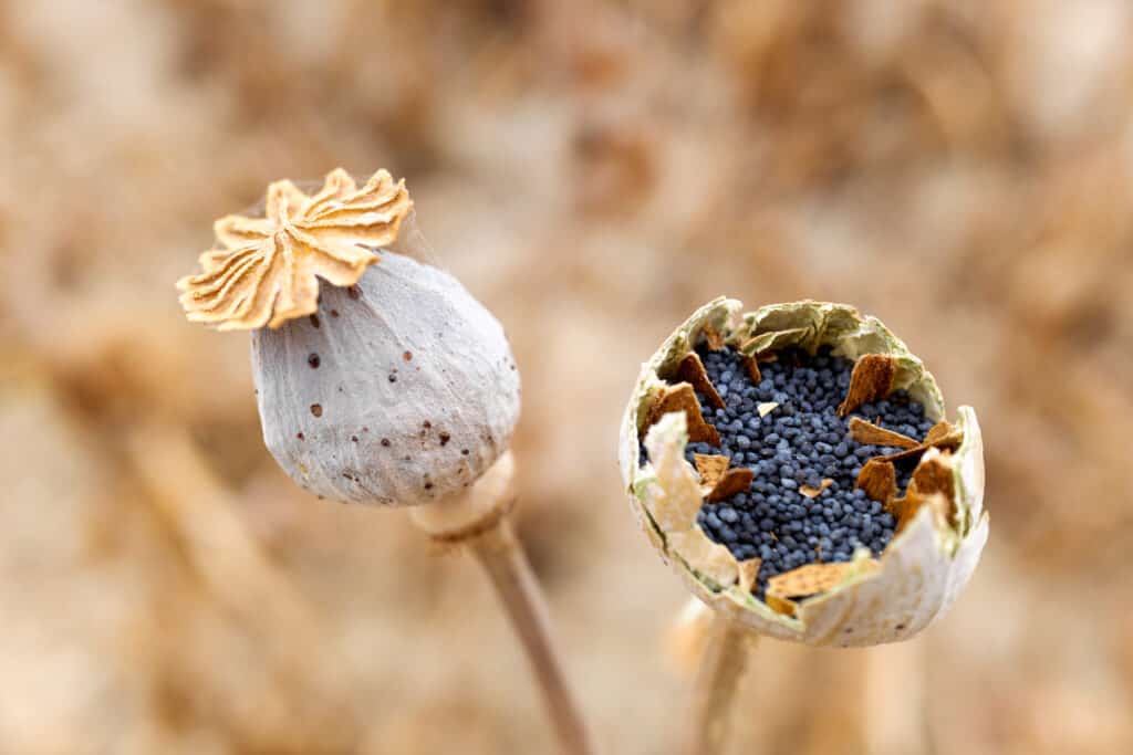 Poppy seeds inside the flowering plant in a crop, detail with unfocused background.