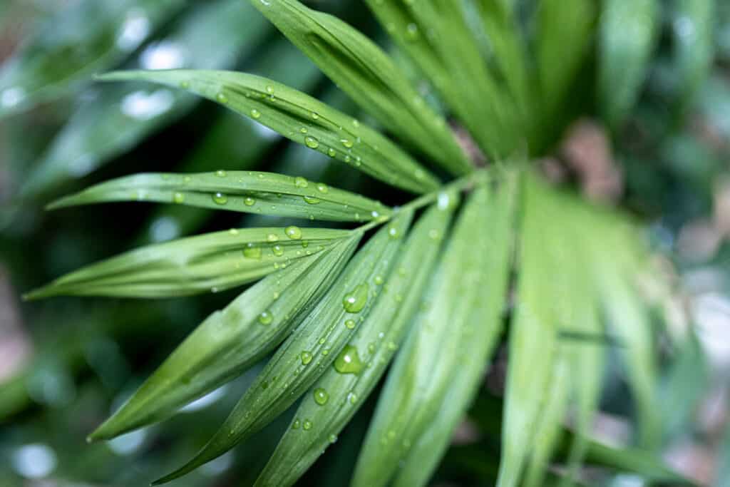 Close up of kentia plant fronds
