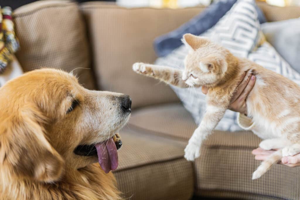 cat and dog meeting
