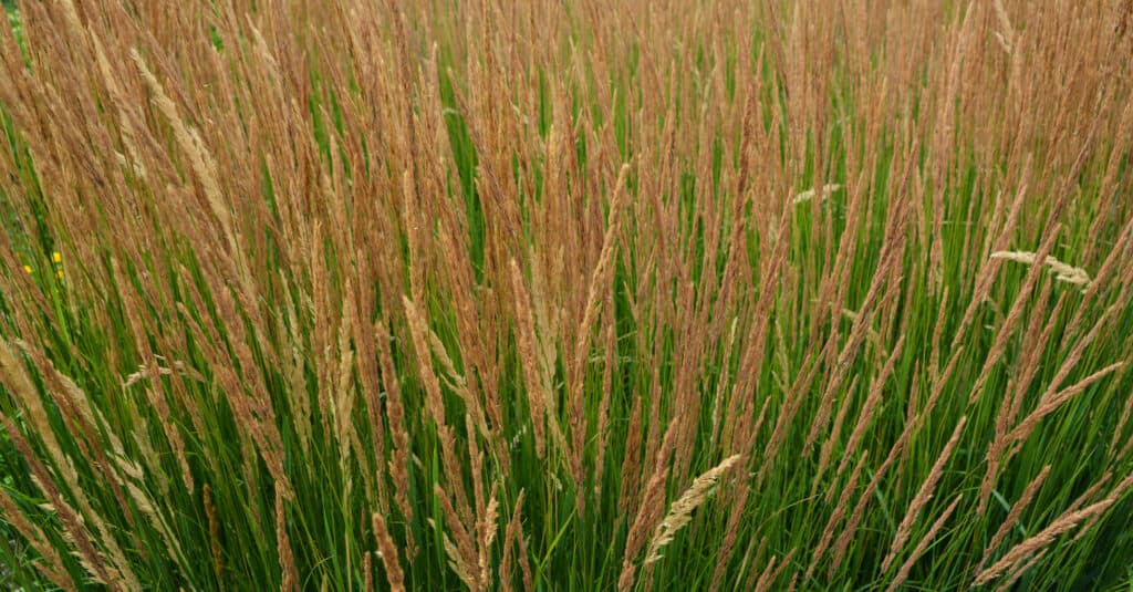 Feather reed grass 