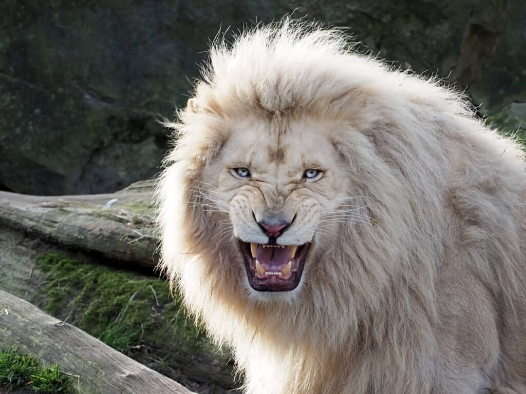 White lions have a rare color mutation