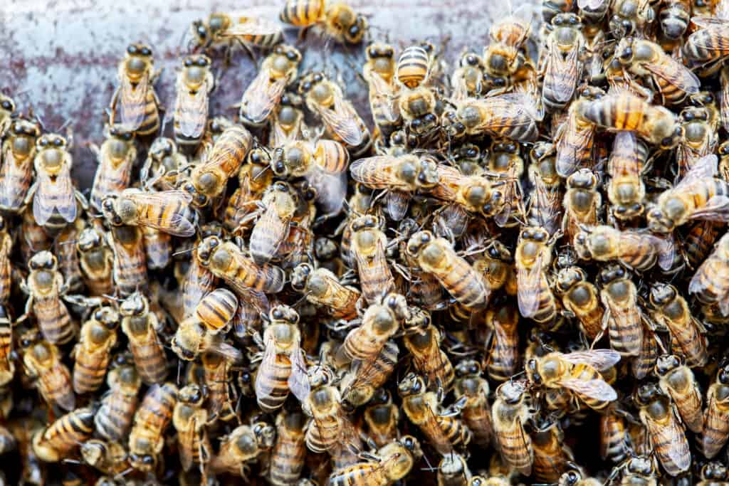 Killer bees also known as Africanized bees