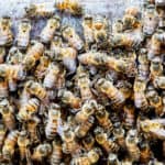 Western honey bee