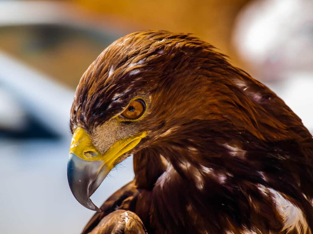 Eagles have superior eyesight