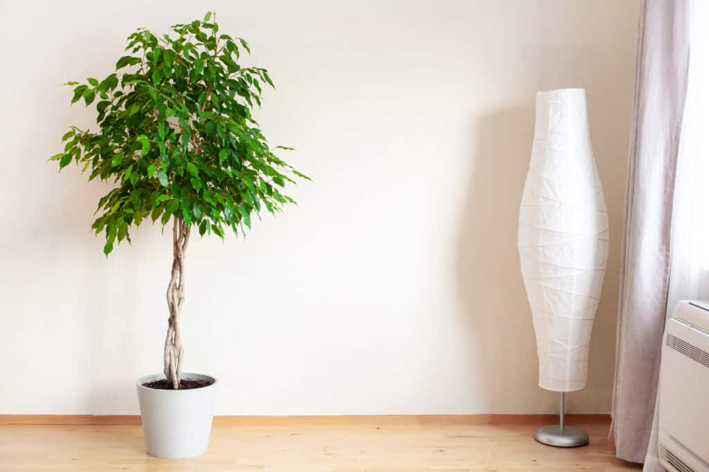 Ficus Benjamina in a room