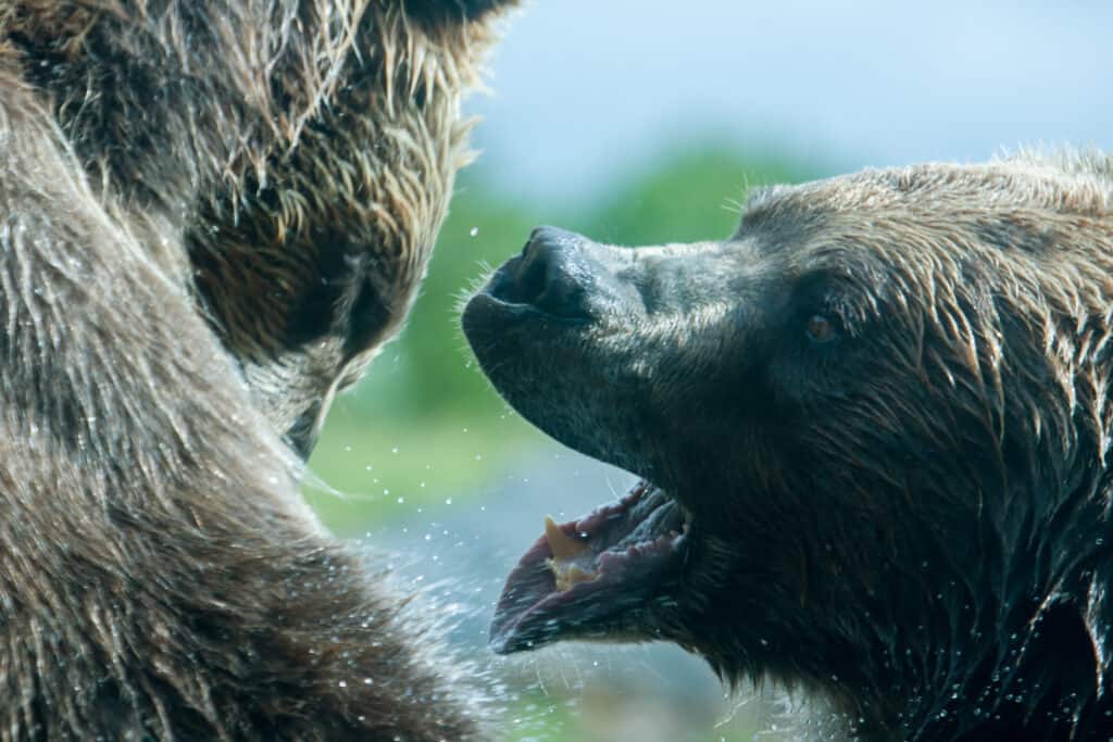 Two Grizzly