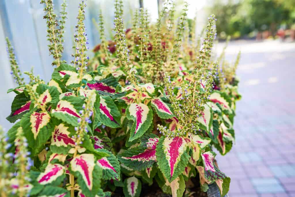 'Wizard Rose' coleus 