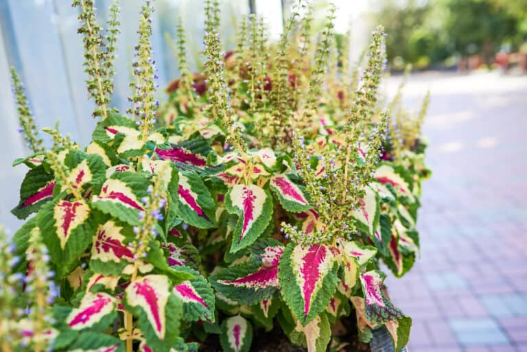 'Wizard Rose' coleus
