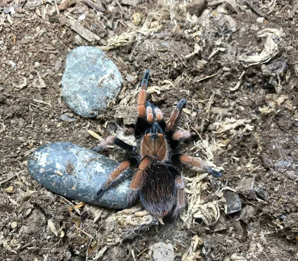 close up : Scientific name: Aphonopelma bicoloratum. Common name: Maxican blood leg, Maxican Beauty.