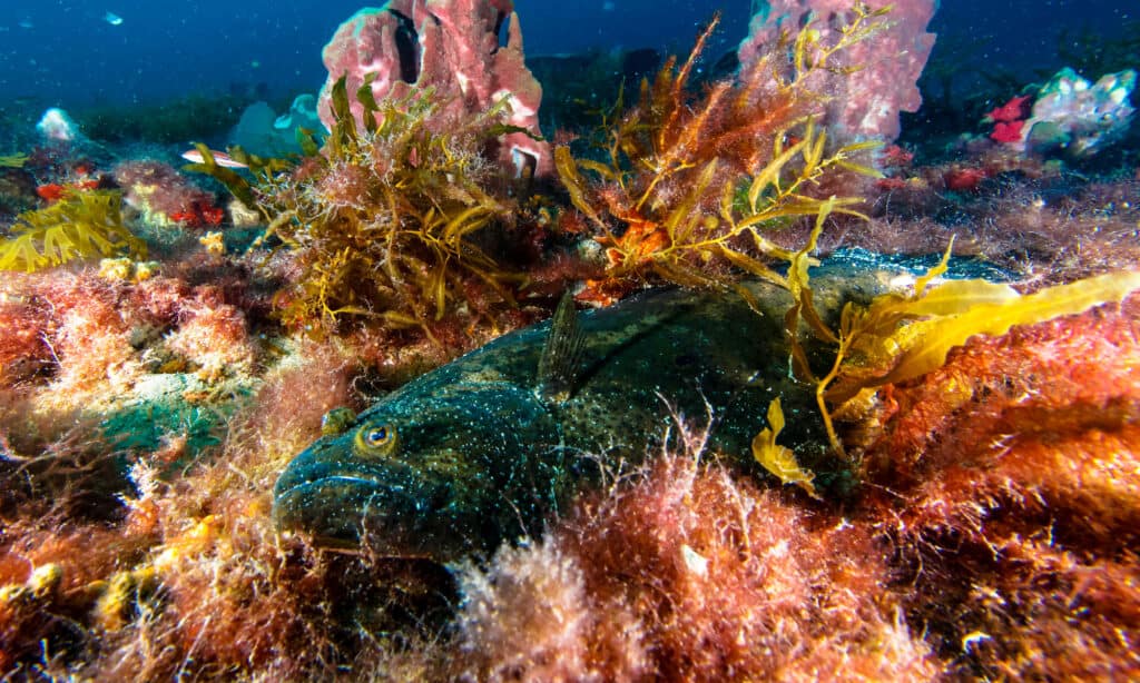 Gulf Flounder