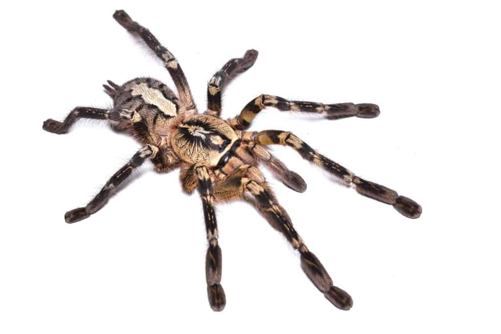 fringed ornamental tarantula